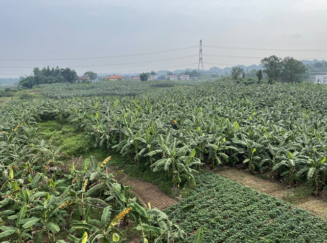 个头小味道甜，江阳区300亩香蕉俏市场！(图1)