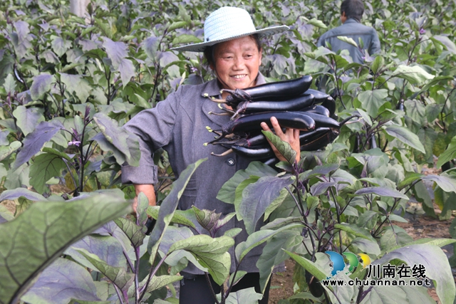 古蔺县箭竹苗族乡高山蔬菜：小产品做成大产业，走出幸福致富路(图3)
