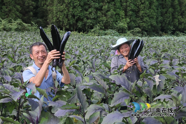 古蔺县箭竹苗族乡高山蔬菜：小产品做成大产业，走出幸福致富路(图4)