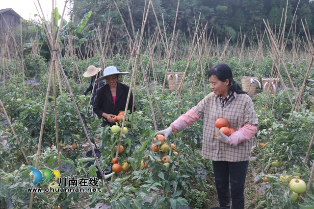 古蔺县箭竹苗族乡高山蔬菜：小产品做成大产业，走出幸福致富路(图6)