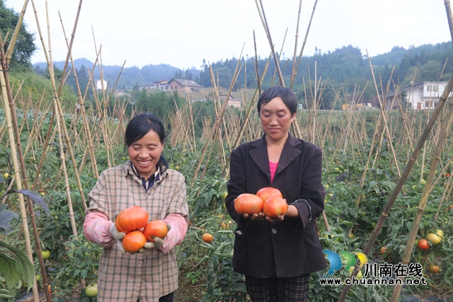 古蔺县箭竹苗族乡高山蔬菜：小产品做成大产业，走出幸福致富路(图7)