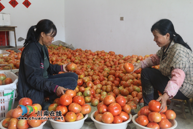 古蔺县箭竹苗族乡高山蔬菜：小产品做成大产业，走出幸福致富路(图5)