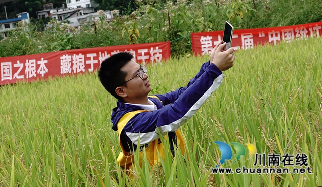 藏粮于地，藏粮于技！国家统计局古蔺调查队“统计开放日”开展实割实测活动(图10)