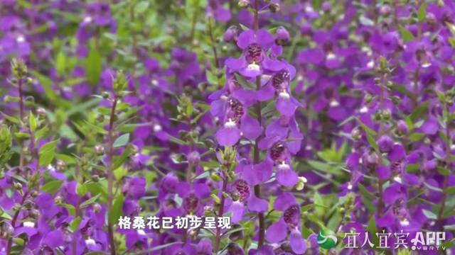 宜宾龙头山菊花展又来啦！开放时间……(图5)