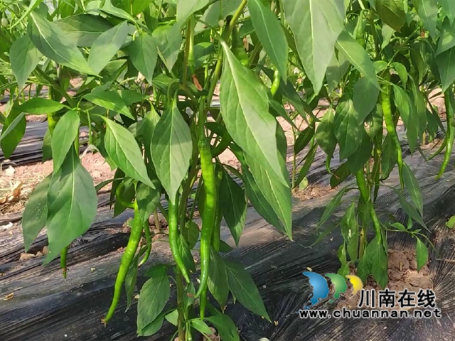 宜宾南溪长兴镇：蔬菜大棚里结出“致富果”(图1)