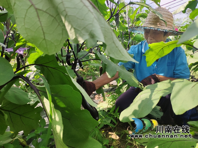 宜宾南溪长兴镇：蔬菜大棚里结出“致富果”(图2)