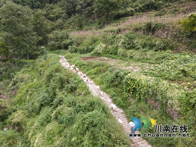 古蔺：好生态变好“钱景”，高山羊跑出致富加速度(图1)