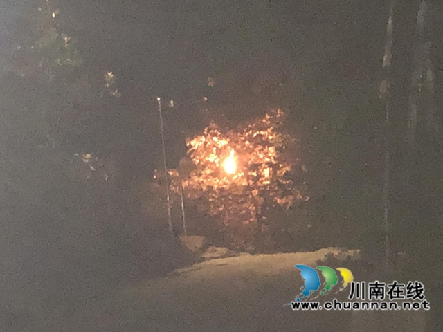 为民除害！合江县应急局联合县消防队烧毁5个马蜂窝(图2)