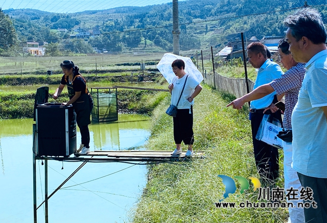 叙永县高楼村：稻田饲养泥鳅项目，助力乡村振兴(图2)