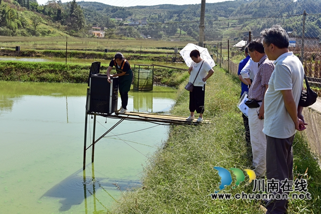 叙永县高楼村：稻田饲养泥鳅项目，助力乡村振兴(图1)