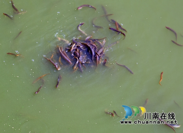 叙永县高楼村：稻田饲养泥鳅项目，助力乡村振兴(图3)