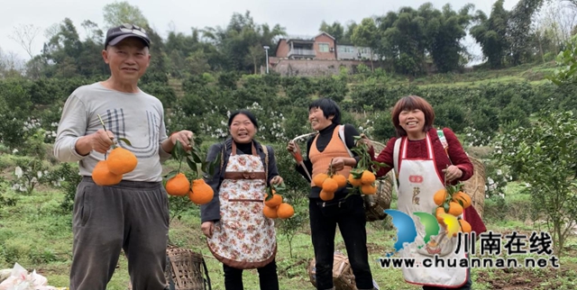 合江县甘雨镇：一年四季有亮点，乡村振兴谱新篇(图1)