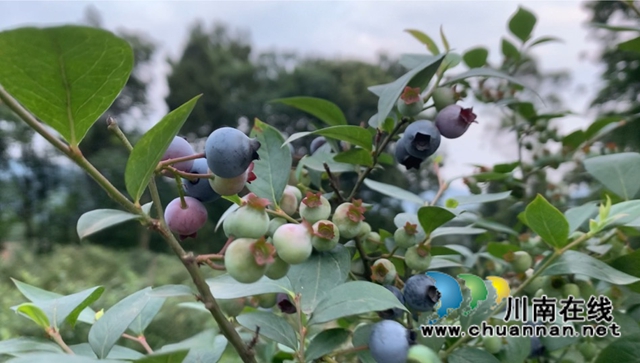 合江县甘雨镇：一年四季有亮点，乡村振兴谱新篇(图2)