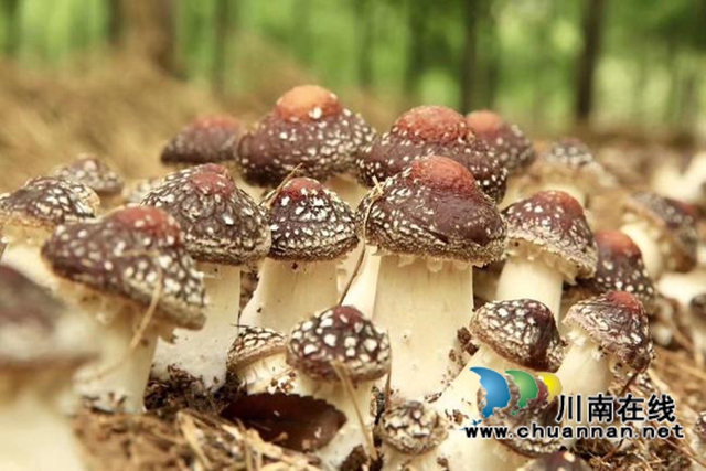 合江县甘雨镇：一年四季有亮点，乡村振兴谱新篇(图5)