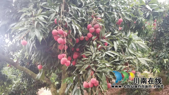 合江县甘雨镇：一年四季有亮点，乡村振兴谱新篇(图3)