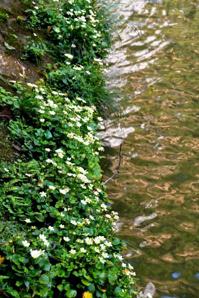 【多图】黄荆老林湿地生态美如画(图6)