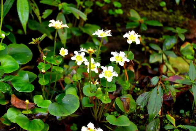 【多图】黄荆老林湿地生态美如画(图4)