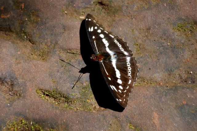 【多图】黄荆老林湿地生态美如画(图45)