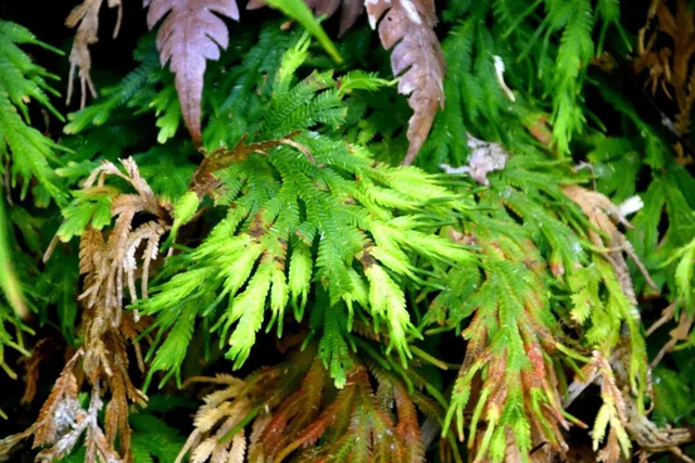 【多图】黄荆老林湿地生态美如画(图34)