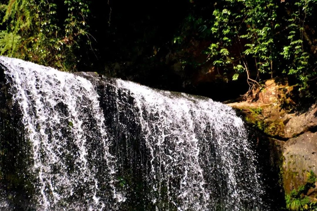 【多图】黄荆老林湿地生态美如画(图40)
