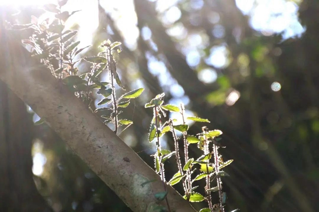 【多图】黄荆老林湿地生态美如画(图35)