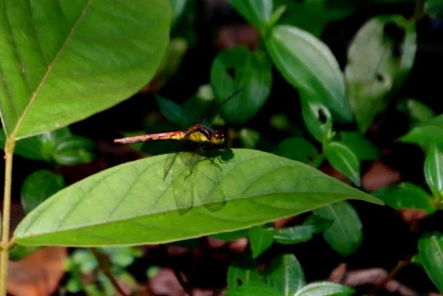 【多图】黄荆老林湿地生态美如画(图43)