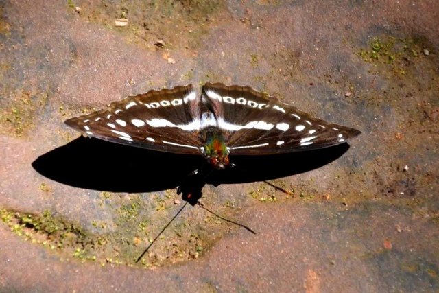 【多图】黄荆老林湿地生态美如画(图46)