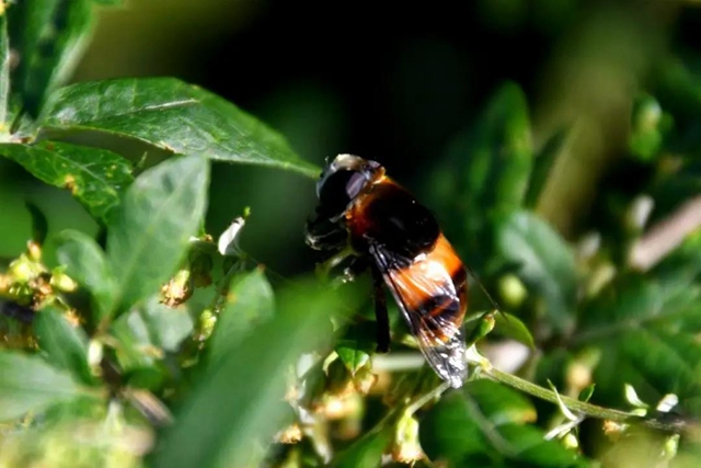 【多图】黄荆老林湿地生态美如画(图41)