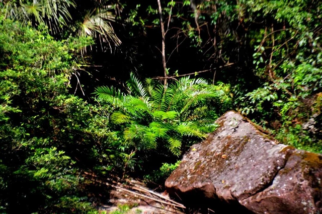 【多图】黄荆老林湿地生态美如画(图2)