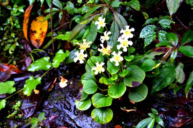 【多图】黄荆老林湿地生态美如画(图5)