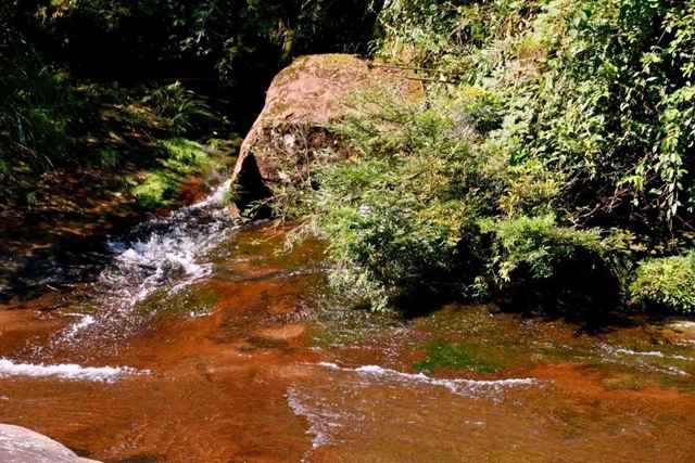【多图】黄荆老林湿地生态美如画(图11)