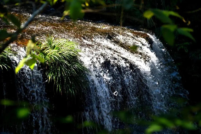 【多图】黄荆老林湿地生态美如画(图9)