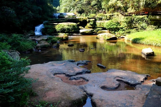 【多图】黄荆老林湿地生态美如画(图15)