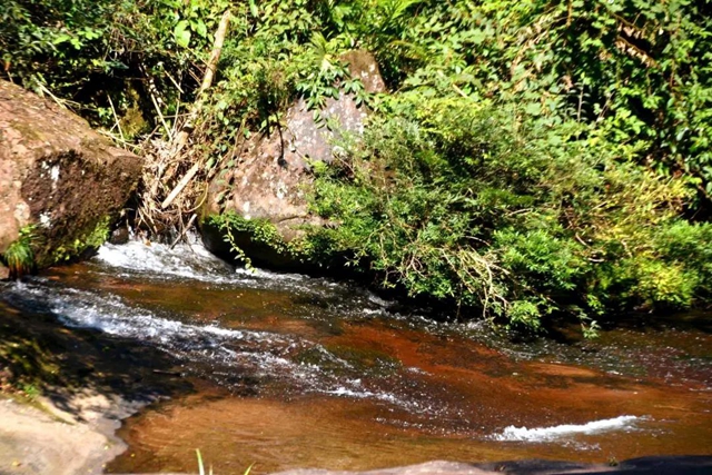 【多图】黄荆老林湿地生态美如画(图12)