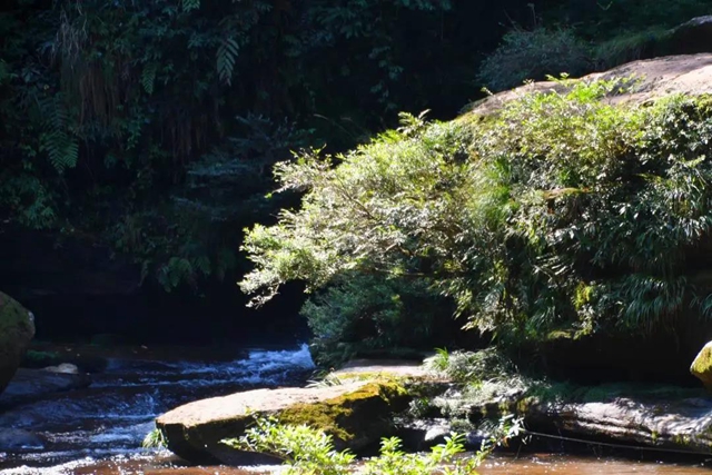 【多图】黄荆老林湿地生态美如画(图17)