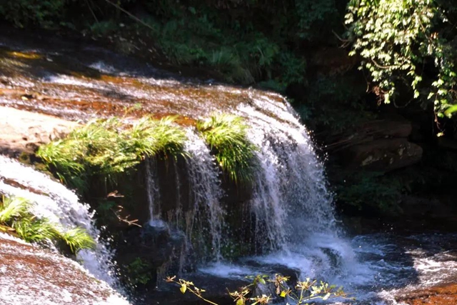 【多图】黄荆老林湿地生态美如画(图10)
