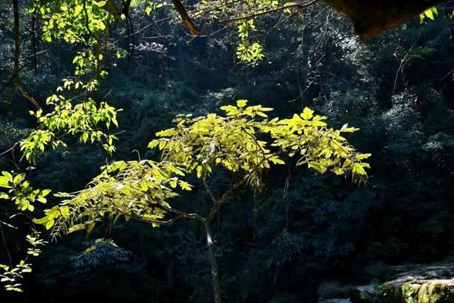 【多图】黄荆老林湿地生态美如画(图19)