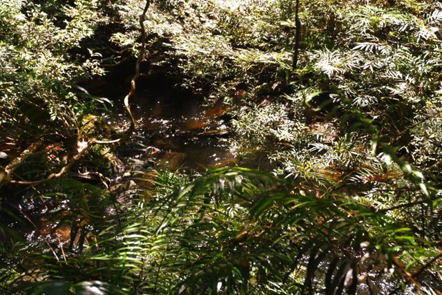 【多图】黄荆老林湿地生态美如画(图30)