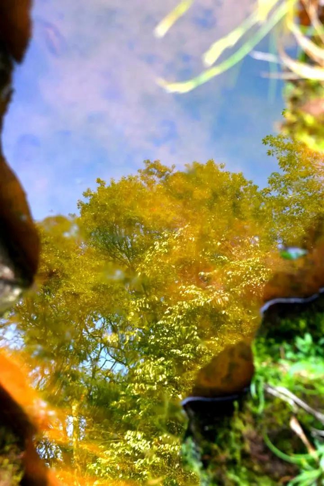 【多图】黄荆老林湿地生态美如画(图25)