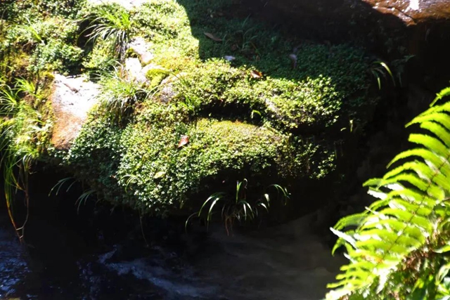 【多图】黄荆老林湿地生态美如画(图27)