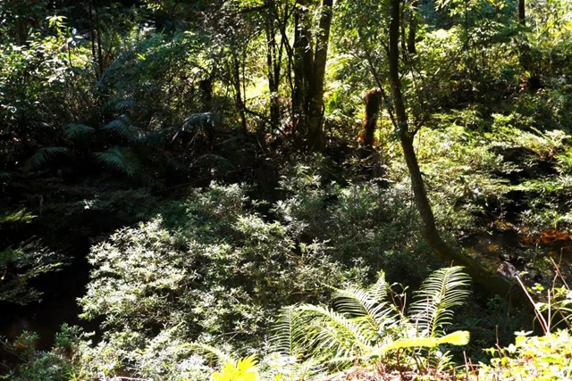 【多图】黄荆老林湿地生态美如画(图29)