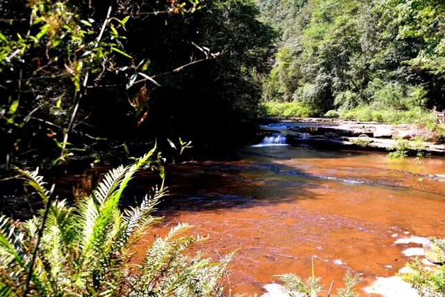 【多图】黄荆老林湿地生态美如画(图32)