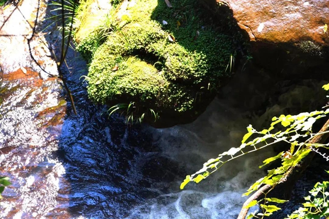 【多图】黄荆老林湿地生态美如画(图28)