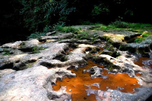 【多图】黄荆老林湿地生态美如画(图26)