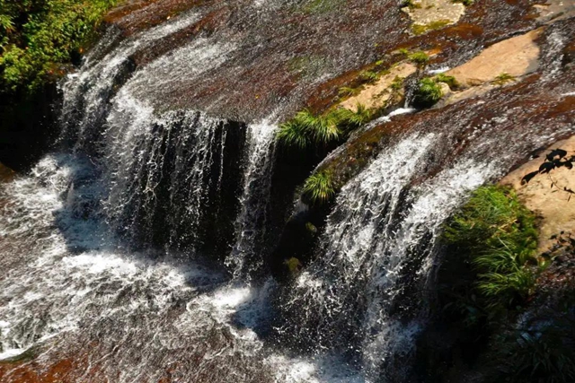 【多图】黄荆老林湿地生态美如画(图39)