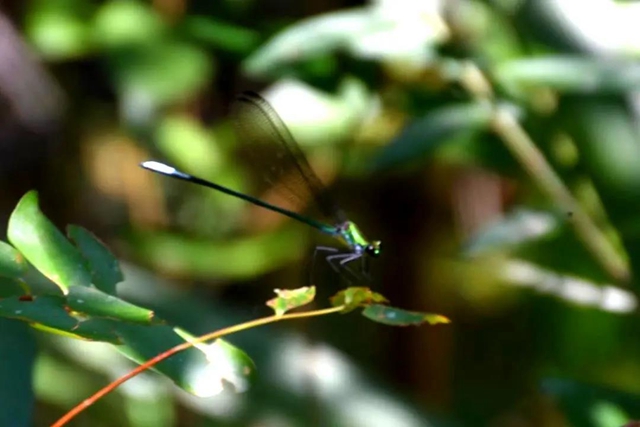 【多图】黄荆老林湿地生态美如画(图44)