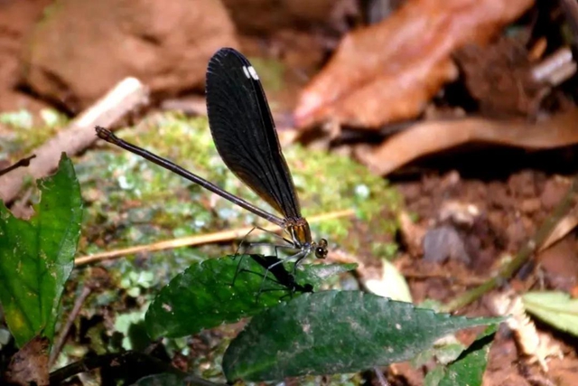 【多图】黄荆老林湿地生态美如画(图54)