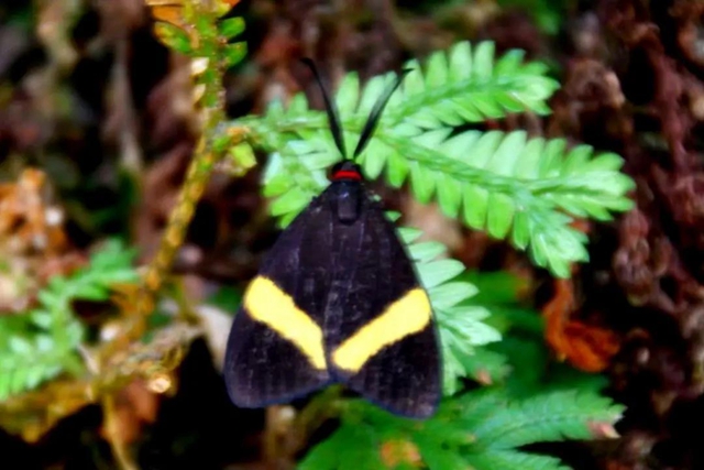 【多图】黄荆老林湿地生态美如画(图47)