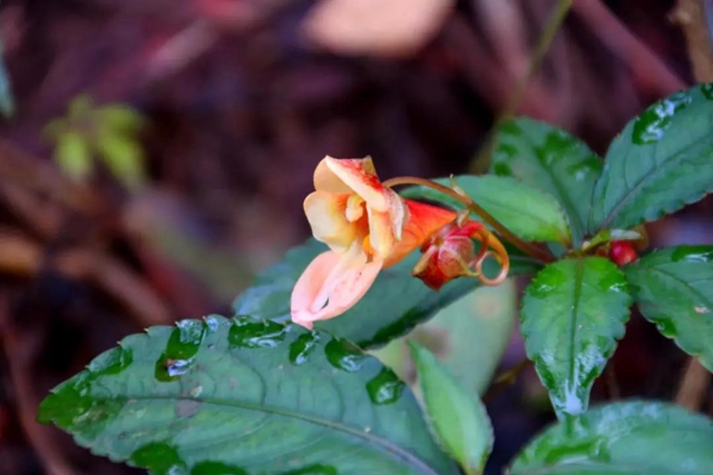 【多图】黄荆老林湿地生态美如画(图51)