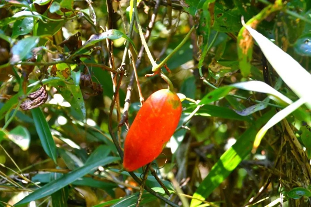 【多图】黄荆老林湿地生态美如画(图50)